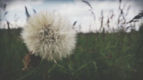 Close-up of dandelion flower