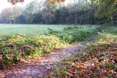 Plants growing on field in forest