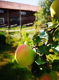 Close-up of apple on tree