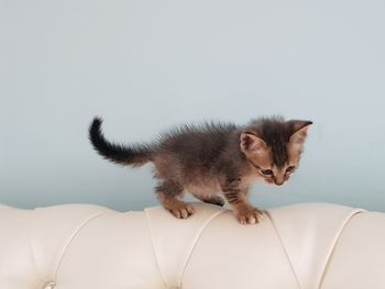 Small kitten on a sofa