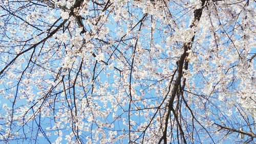 Low angle view of bare tree against blue sky