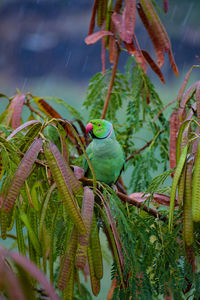 Close-up of parrot perching on tree