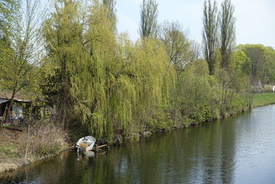 View of a lake in a forest