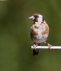 Close-up of bird on wall