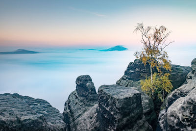 Brightly colored tree on rock in morning mist at autumn. morning inversion in rock mountains