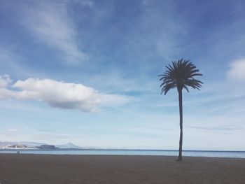 Palm trees on beach against sky