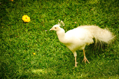 Close-up of bird on field