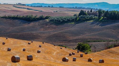 Hay bales on field