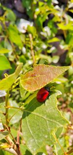 Close-up of red leaves on plant