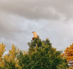 Low angle view of tree against sky