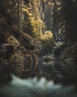 Aerial view of river amidst trees in forest