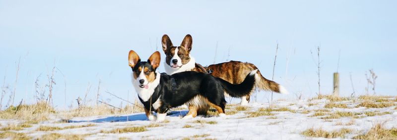 Panoramic shot of cardigan welsh corgis on snow covered field against sky