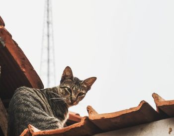Close-up of cat resting on tiled floor