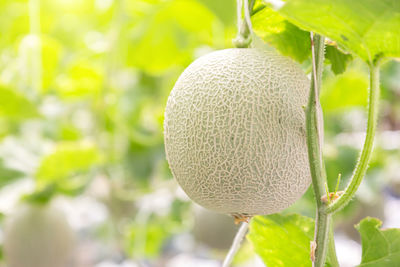 Close-up of fruit growing on plant