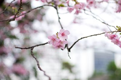 Close-up of cherry blossoms