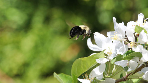 Close-up of bee pollinating on flower