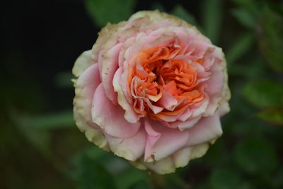 Close-up of pink rose