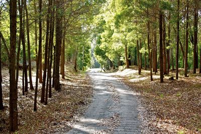 Dirt road amidst trees in forest