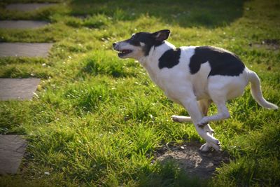 Dog looking away on field