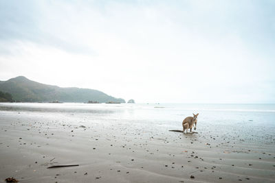 Dog on beach against sky