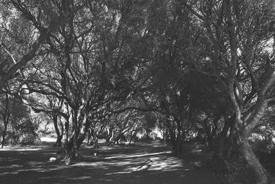 Trees in forest