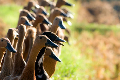 Side view of a bird on field