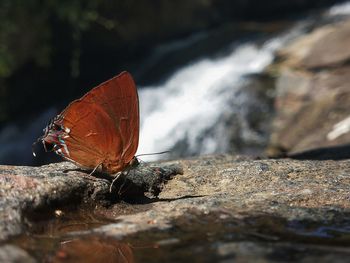 Close-up of butterfly on rock