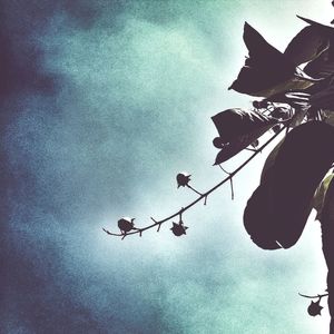 Low angle view of tree against sky