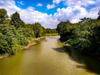 Scenic view of river amidst trees against sky