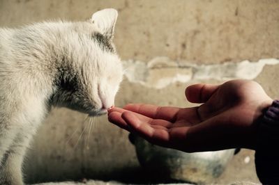 Close-up side view of hand touching cat