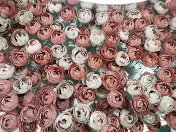 White and pink roses 