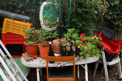 Potted plants in basket on table