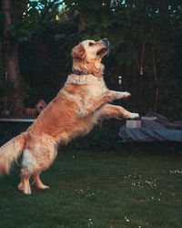 Dog on field