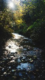 Scenic view of river amidst trees in forest