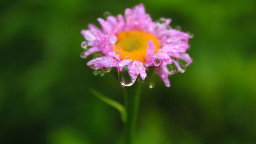 Close-up of water drops on flower