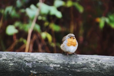 Close-up of bird perching on wood