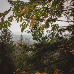 High angle view of trees and plants in forest