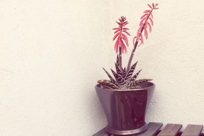 Potted plant on wall