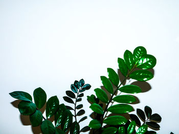 Close-up of plant against white background