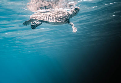 High angle view of turtle in sea