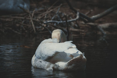 Swan swimming in lake