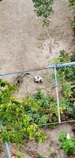 High angle view of a dog on field