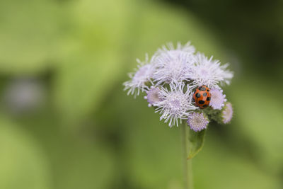 Close-up of bee on flower