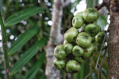 Close-up of fruits growing on tree