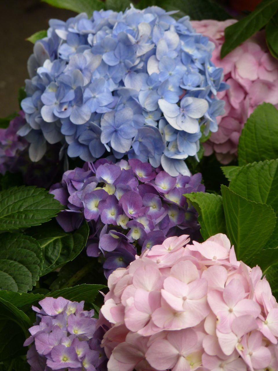 CLOSE-UP OF FRESH PINK HYDRANGEA FLOWERS