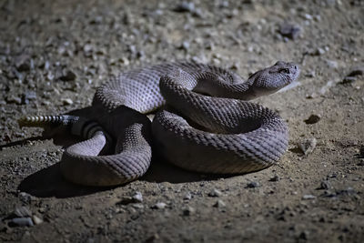 Close-up of snake on rock