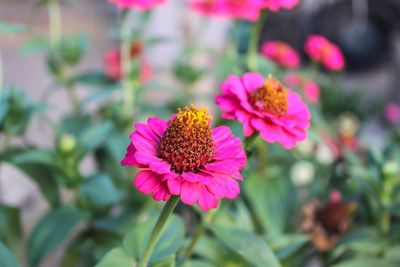 Close-up of pink coneflower blooming outdoors