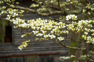 Close-up of fresh white flowers blooming on tree