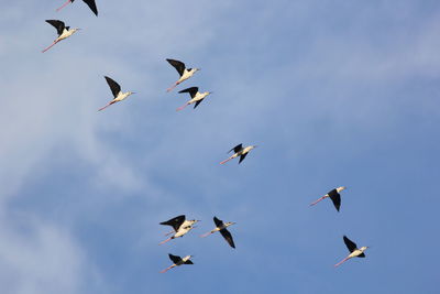 Low angle view of birds flying in sky