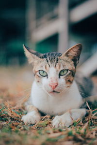 Portrait of cat on field